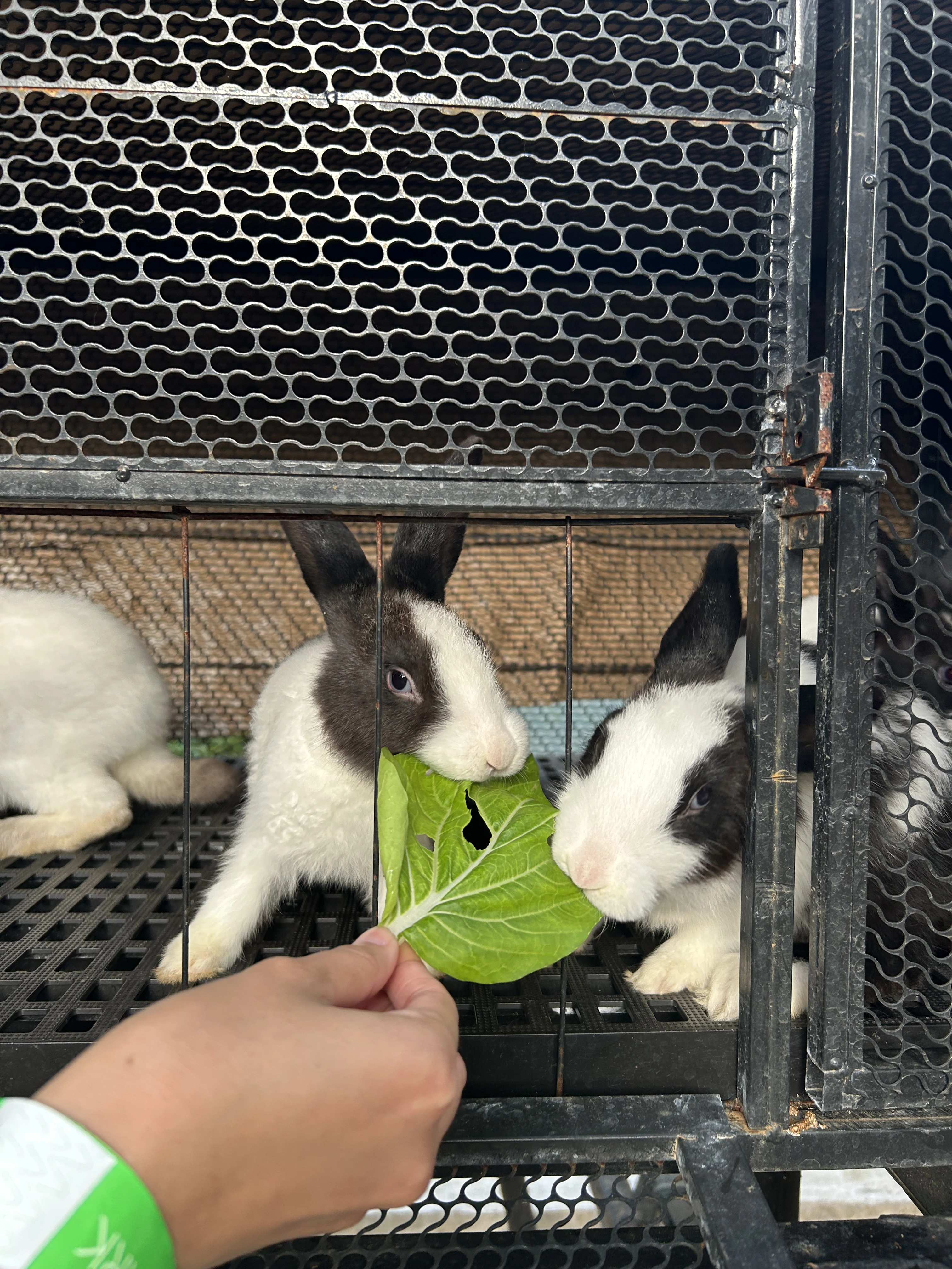 Rabbit in the petting area at Kaway’an Ecopark